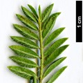 SpeciesSub: subsp. gussonei